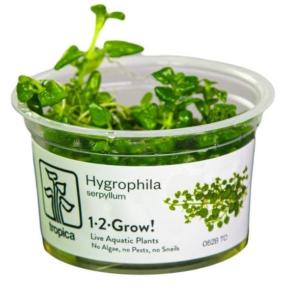 Hygrophila serpyllum - Tropica 1-2 Grow!