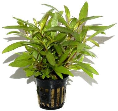 Hygrophila Siamensis 53B