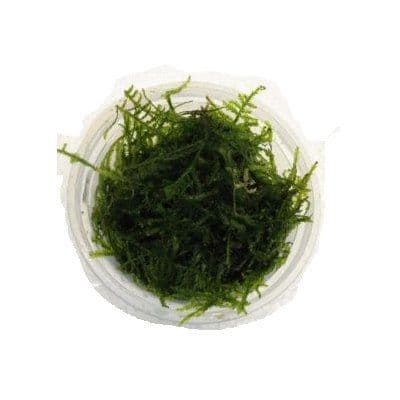 Buy Vesicularis Dubyana (Java Moss) in Cup Online UK Aquarium Plant