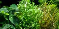 Java Fern Microsorum Windelov on Wood