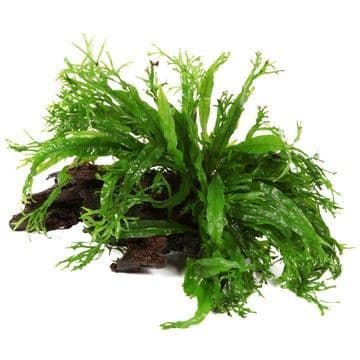 Java Fern Microsorum Windelov on Wood