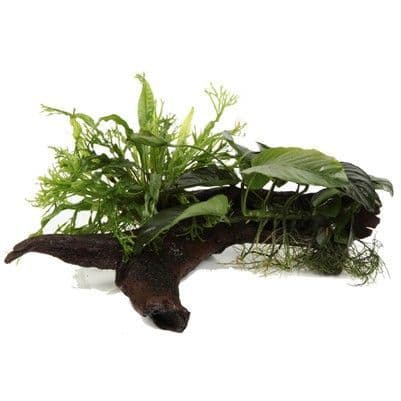 Java Fern and Anubias Species on Wood Duet