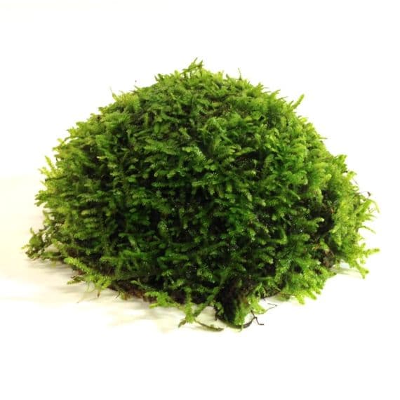 Java Moss on Half Coconut