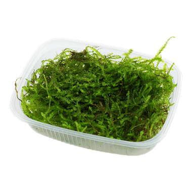 Java Moss Container Java Moss Buy Large Portion Loose - £4.99