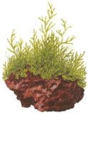 Java Moss (Taxiphyllum Barbieri)  on Lava Stone