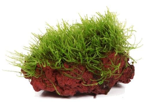 Java Moss (Taxiphyllum Barbieri)  on Lava Stone