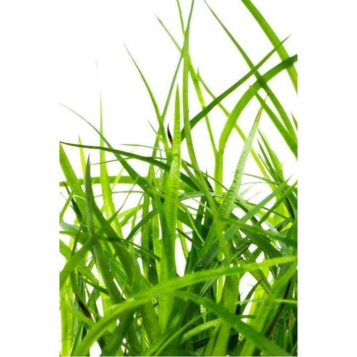 Juncus Repens