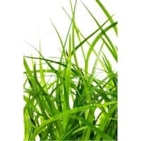 Juncus Repens - Tropica 1-2 Grow!