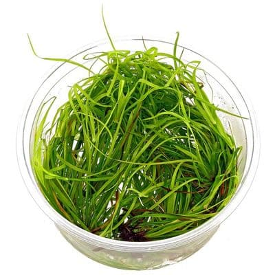 Juncus Repens - Tropica 1-2 Grow!
