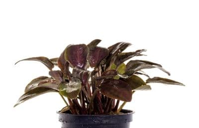 Lagenandra meeboldii Red