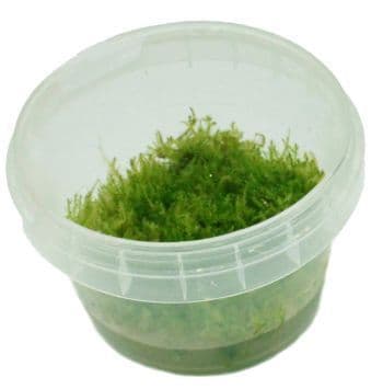 Leptodictyum riparium - Tropica 1-2 Grow!