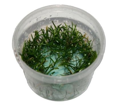 Lilaeopsis Brasiliensis - Tropica 1-2 Grow!