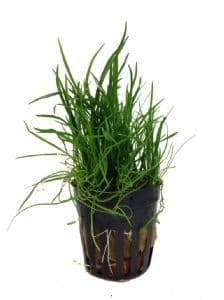 Lilaeopsis Mauritius