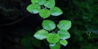 Limnobium laevigatum - Tropica 1-2 Grow!