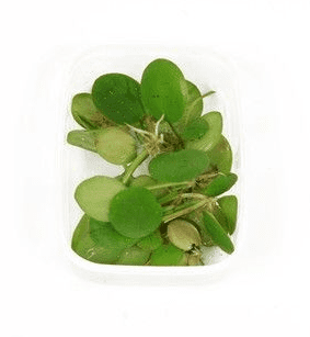 Limnobium laevigatum - Tropica 1-2 Grow!