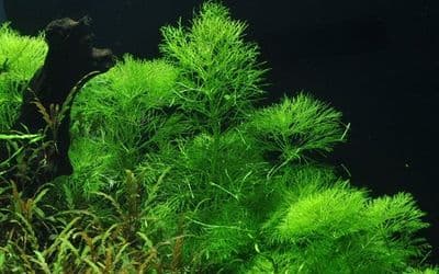 Limnophila aquatica