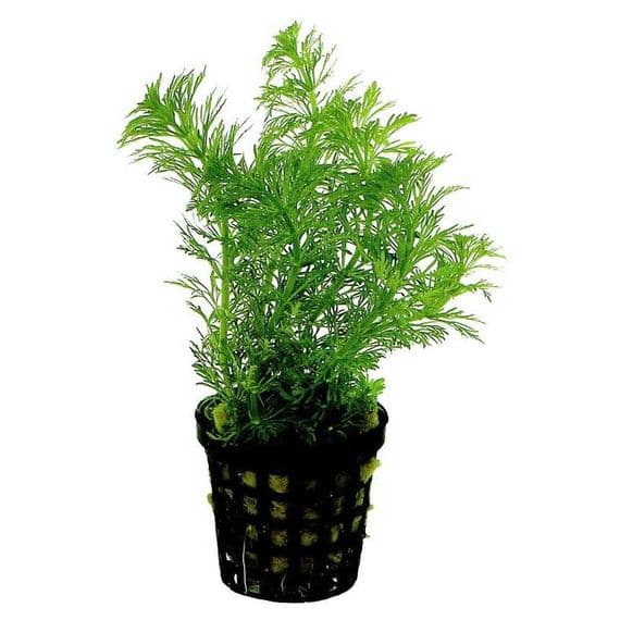 Limnophila heterophylla