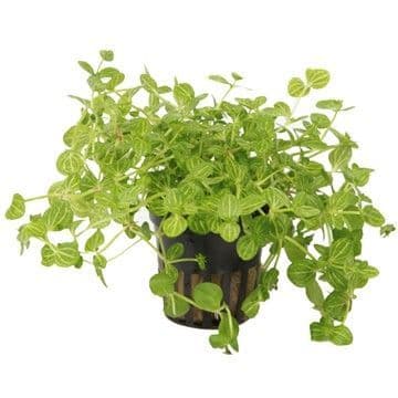 Lindernia rotundifolia