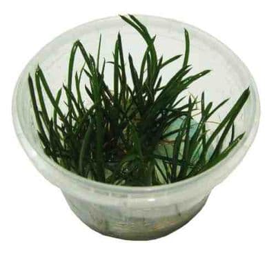 Littorella Uniflora - Tropica 1-2 Grow!