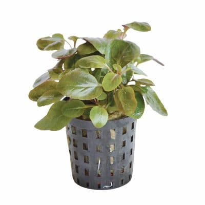 Lobelia Cardinalis Mini