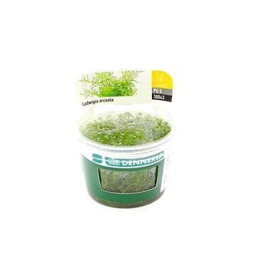 Ludwigia arcuata Tissue Culture