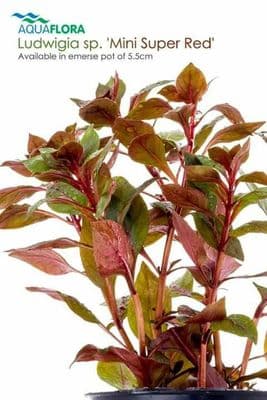 Ludwigia Mini Super Red