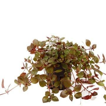 Ludwigia Palustris (Super Red)