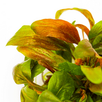 Lysimachia parvifolia ‘Red’ Tropica 1-2 Grow!