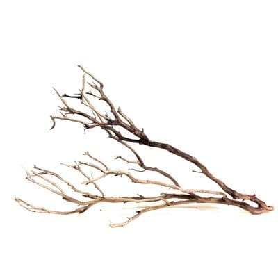 Manzanita Wood Large 65cm-85cm