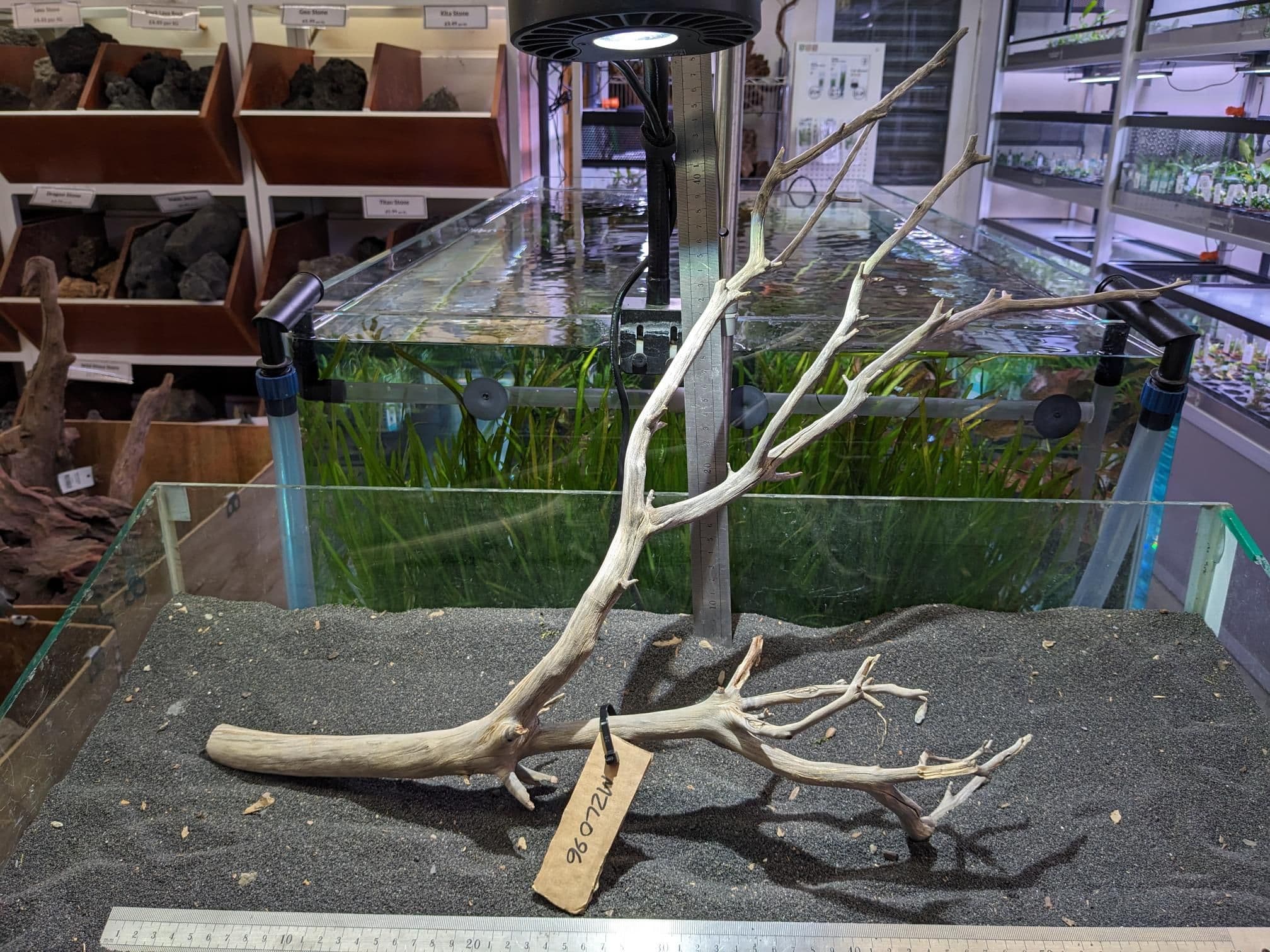 Manzanita Wood Large 69x50 MZL096