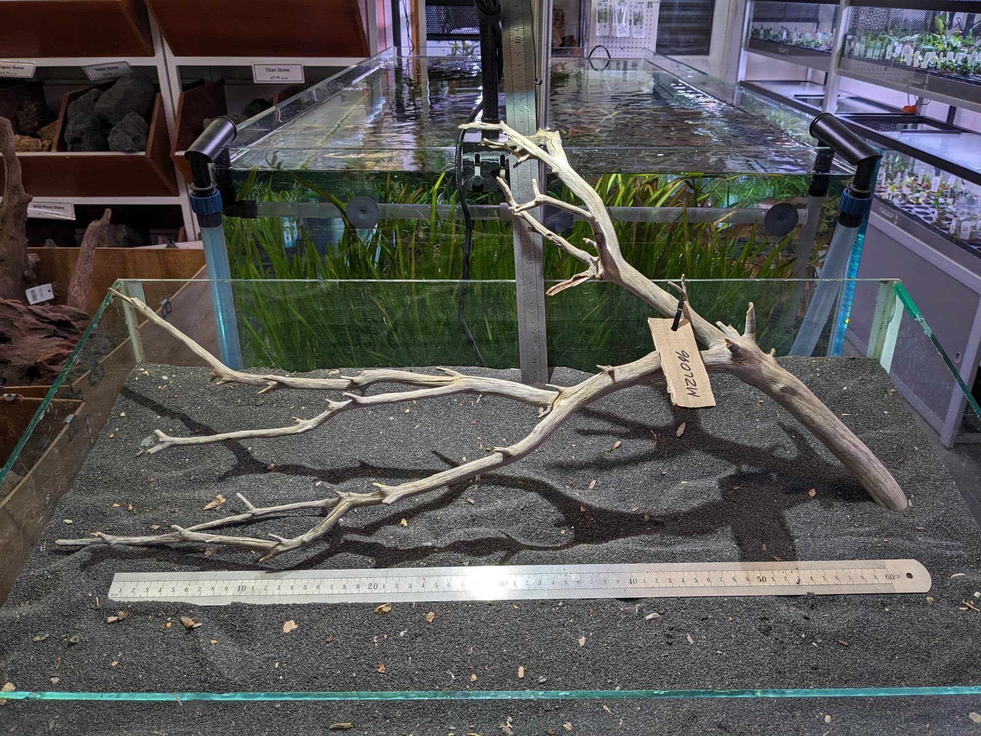 Manzanita Wood Large 69x50 MZL096