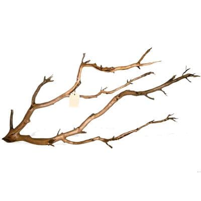 Manzanita Wood Medium 40-60cm
