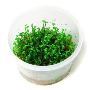 Marsilea Crenata (Minuta) - Tropica 1-2 Grow!