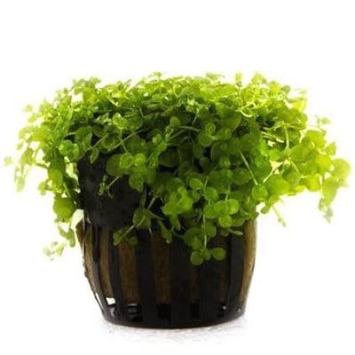 Micranthemum Monte Carlo