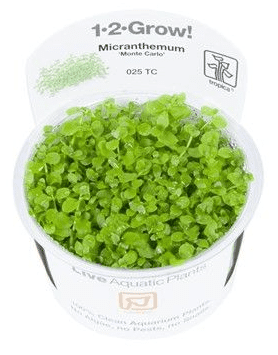 Micranthemum Monte Carlo - Tropica 1-2 Grow!