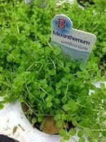 Micranthemum Umbrosum - Aquarium Gardens