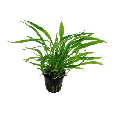 Microsorum Java Fern Narrow Leaf