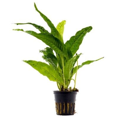 Microsorum Pteropus Java Fern