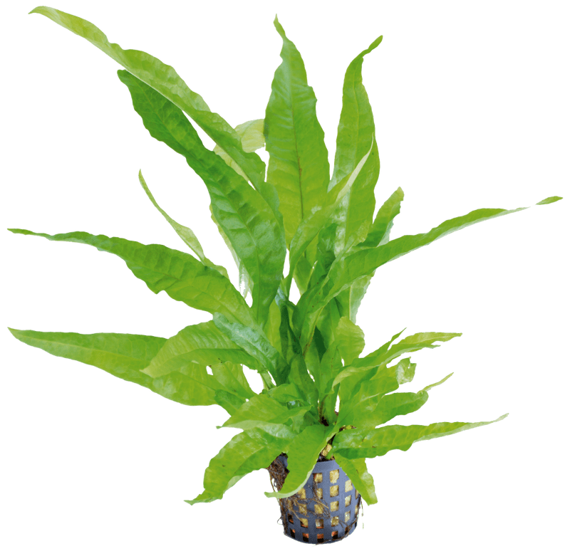 Buy Microsorum Pteropus - Java Fern Aquarium Plant For Sale