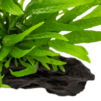 Java Fern on Wood Medium Driftwood Online - Aquarium Gardens