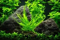 Java Fern on Wood Medium Driftwood Online - Aquarium Gardens