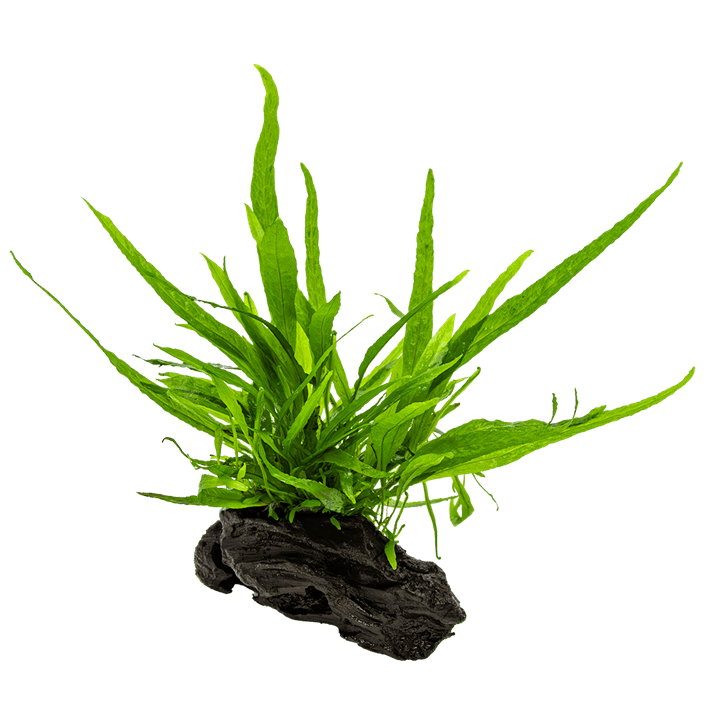 Java Fern on Wood Medium Driftwood Online - Aquarium Gardens