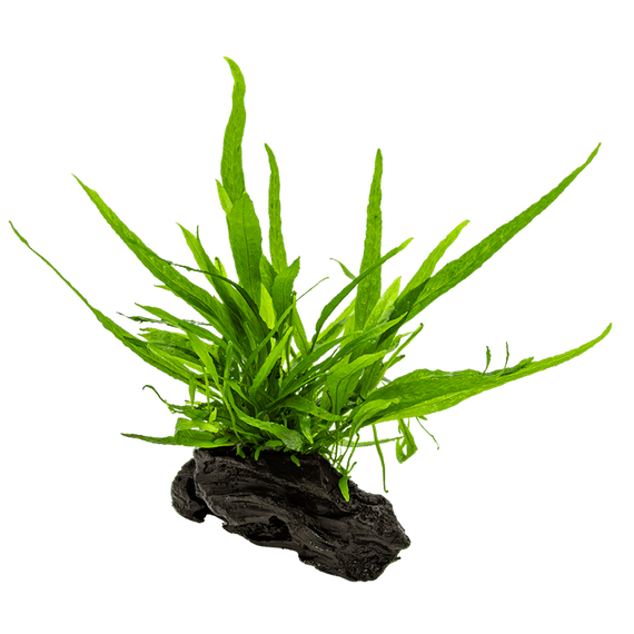 Java Fern on Wood Medium Driftwood Online - Aquarium Gardens
