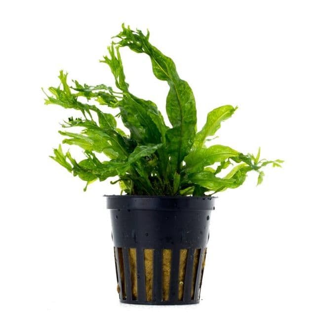 Microsorium Pteropus Windelov - Aquarium Gardens