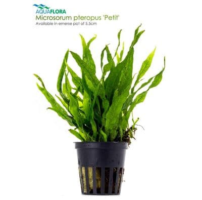 Microsorum pteropus petite/mini - petit java varen