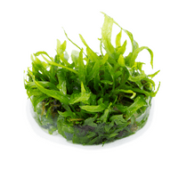 Microsorum pteropus 'Narrow' - Tropica 1-2 Grow!