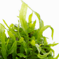 Microsorum pteropus 'Narrow' - Tropica 1-2 Grow!
