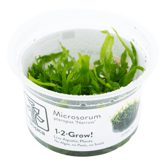 Microsorum pteropus 'Narrow' - Tropica 1-2 Grow!