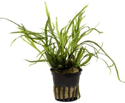 Microsorum pteropus Trident