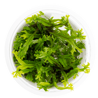 Microsorum pteropus 'Windelov' - Tropica 1-2 Grow!